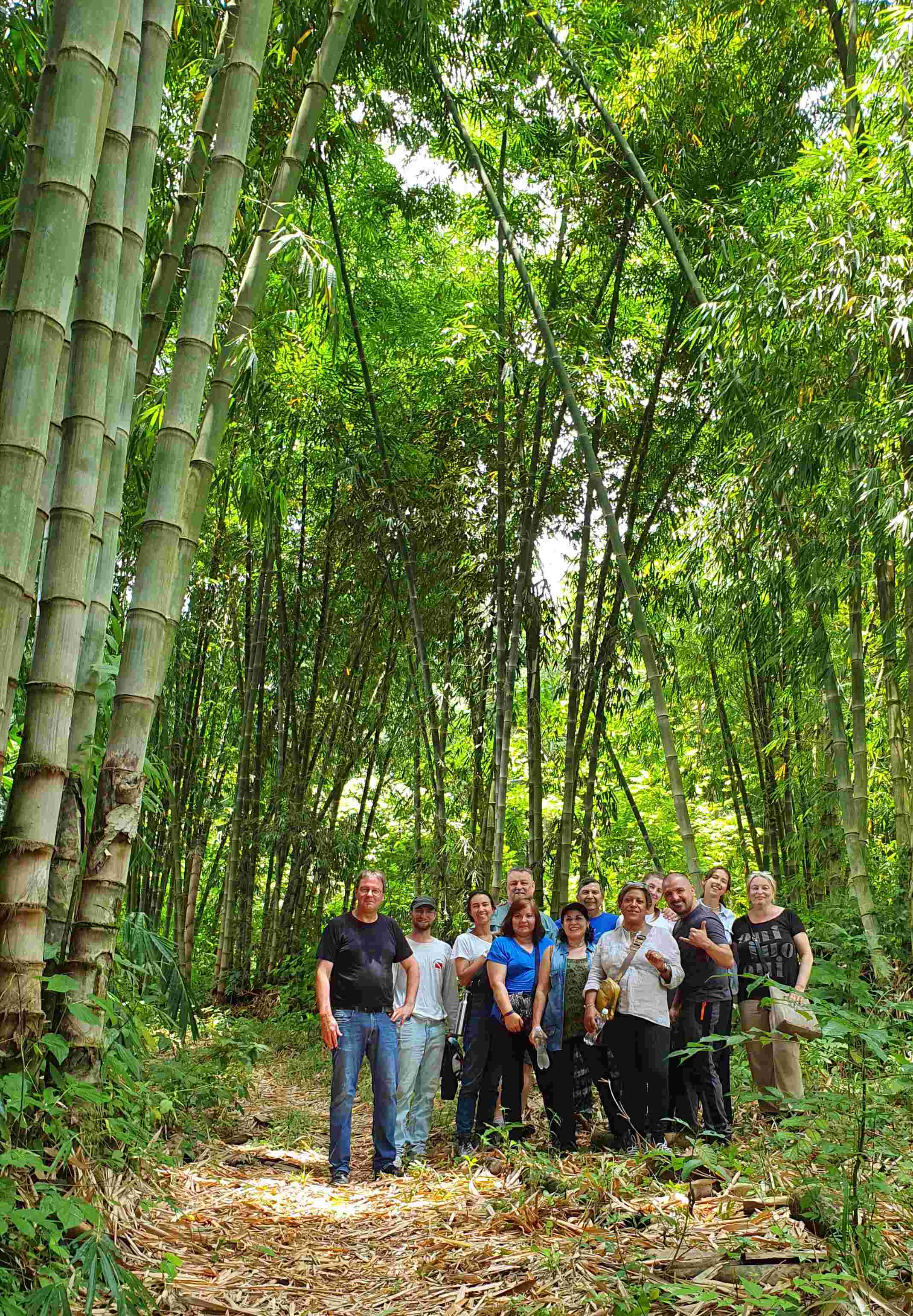 Reisegruppe in der Bambusplantage